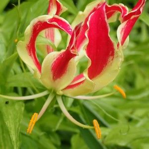 Meet your Posher, Joanna